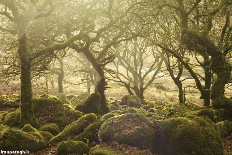 جنگل اسرار آمیز ویستمن در انگلستان 