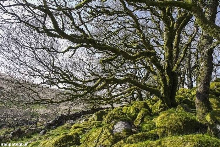 جنگل اسرار آمیز ویستمن در انگلستان 