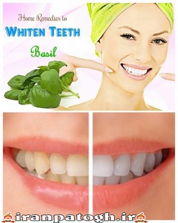 سفید کردن دندان ها , دندان سفید با ریحان, سفیدکردن دندان,گیاه ریحان برای سفیدی دندان معجزه می کند,بهترین روش سفید کردن دندان ها,ریحان برای سفید کردن دندان ها , از بین بردن زردی دندان