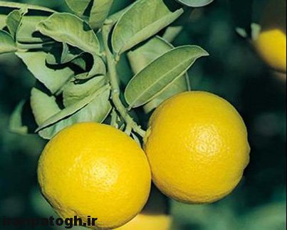 خواص لیمو شیرین ,فواید لیمو شیرین تازه, دلیل تلخ شدن لیمو شیرین ,بهترین خاصیت لیمو شیرین برا سرما خوردگی ,لیمو شیرین پر از خاصیت ,، میوه ی پرخاصیتی زمستان