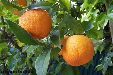 خواص نارنج, مزایای میوه نارنج برای سلامتی,نازنج و تقویت جسم,نارنج خاصیت خوردن نارنج,فواید نارنج,سایر فواید درمانی نارنج,مضرات نارنج,نارنج منبع غنی ویتامین ث