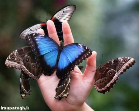 آشنایی با پروانه ها, آفرینش پر از شگفتی و رمز و راز پروانه ها,مراحل زندگی پروانه ها, رمز و راز پروانه ها,شناخت پروانه ها, پروانه ,حشرات,آشنایی با حشرات